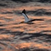 Terej australsky - Sula serrator - Australian Gannet - takapu 2236